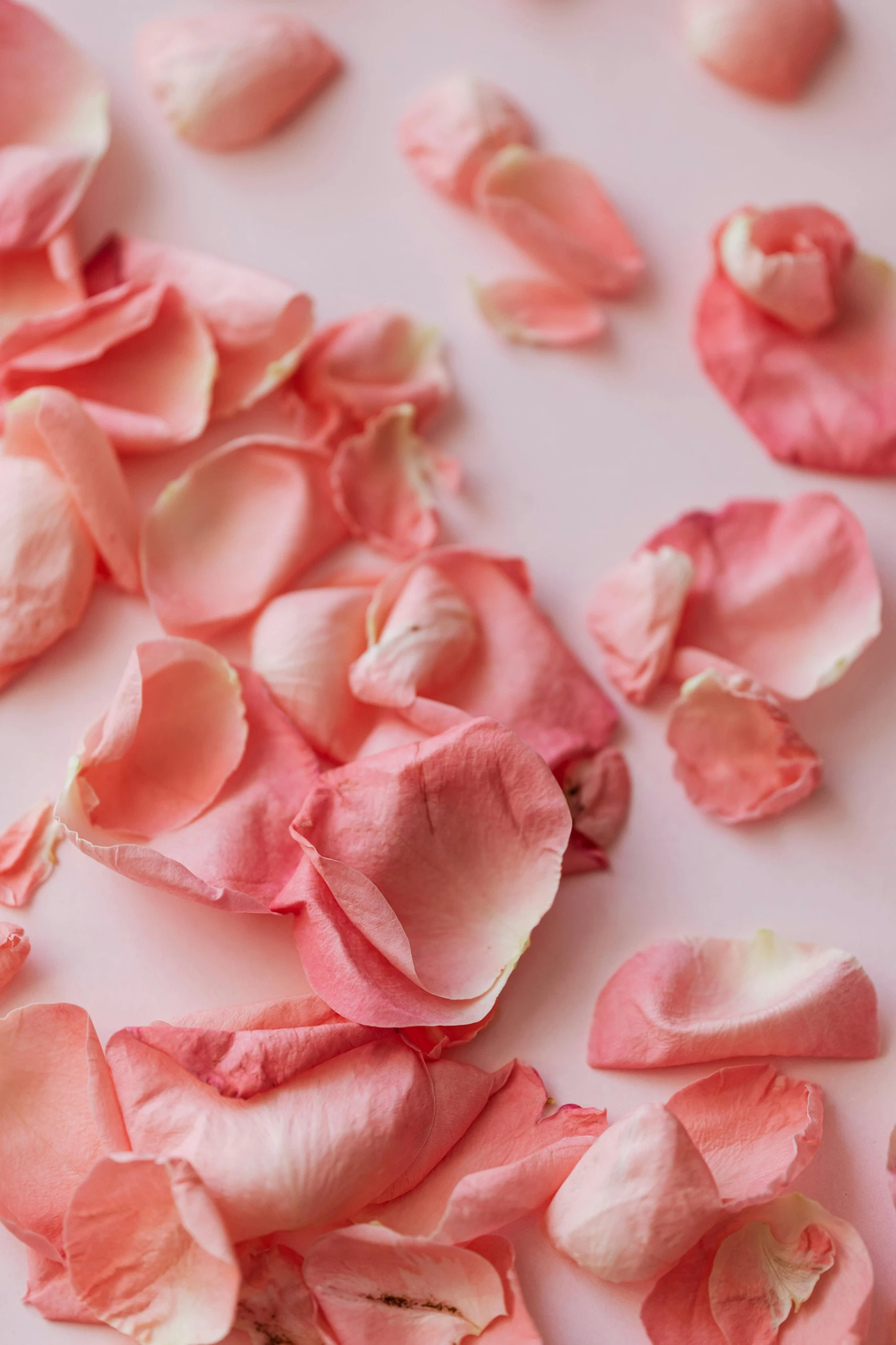 pink rose petals scattered on a white surface, by Kristin Nelson, award - winning crisp details, snacks, in shades of peach, to