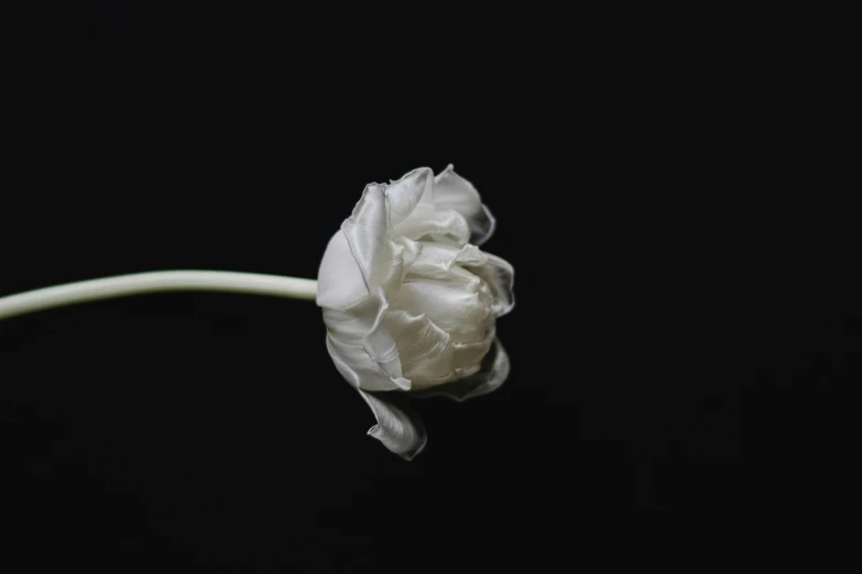 a single white flower on a stem against a black background, a portrait, inspired by Robert Mapplethorpe, unsplash, romanticism, peony, lynn skordal, made of silk paper, portrait n - 9