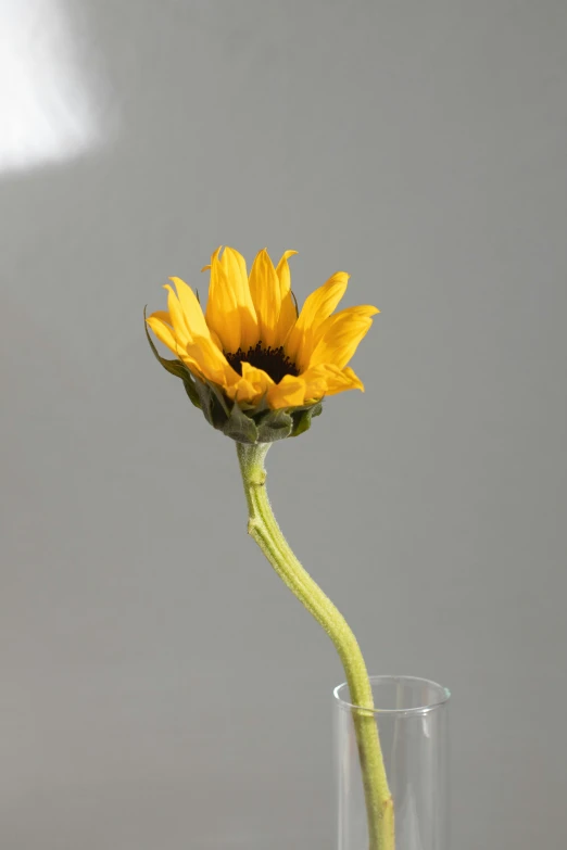 a single yellow flower in a clear vase, unsplash, photorealism, fully posable, sunflower, rinko kawauchi, made of glazed