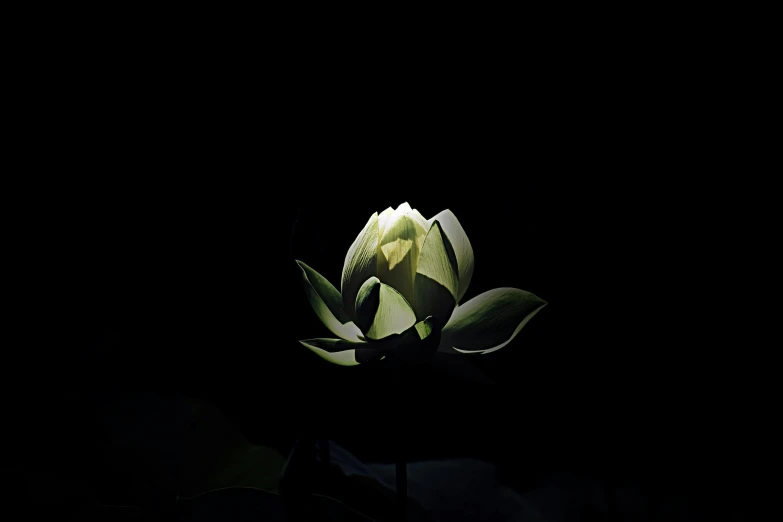 a close up of a flower in the dark, pale green backlit glow, standing gracefully upon a lotus, alessio albi, night light