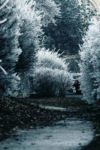 a black and white photo of snow covered trees, an album cover, inspired by Arthur Burdett Frost, unsplash contest winner, shades of aerochrome, car shot, gardens, todd hido photography