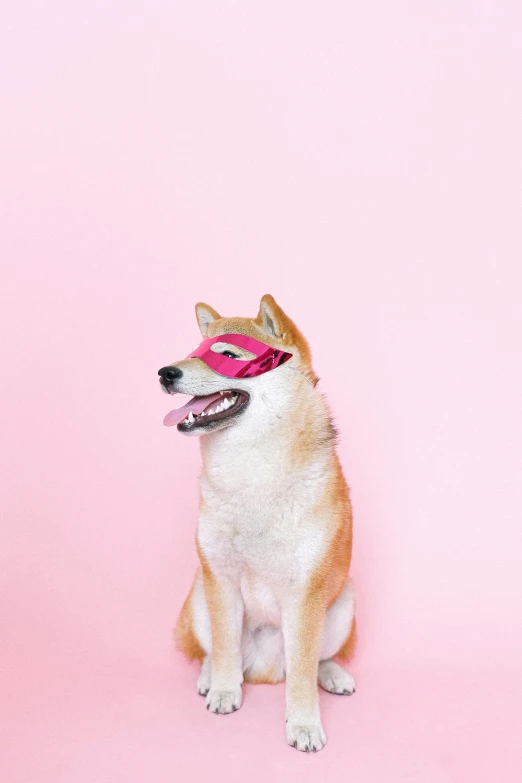 a brown and white dog wearing a pink mask, an album cover, by Julia Pishtar, trending on pexels, shiba inu dog, super hero, supermodel, rinko kawauchi