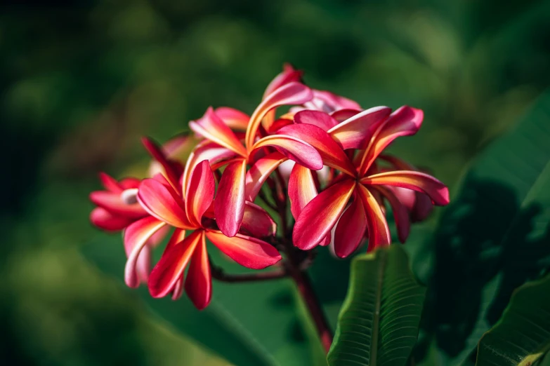 a group of flowers sitting on top of a lush green field, plumeria, vibrant red and green colours, paul barson, instagram post