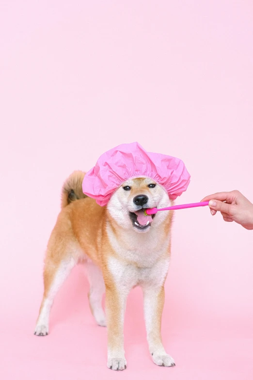 a woman brushing a dog's teeth with a pink hat, a pastel, shutterstock, shower cap, shibu inu, beauty campaign, with a long