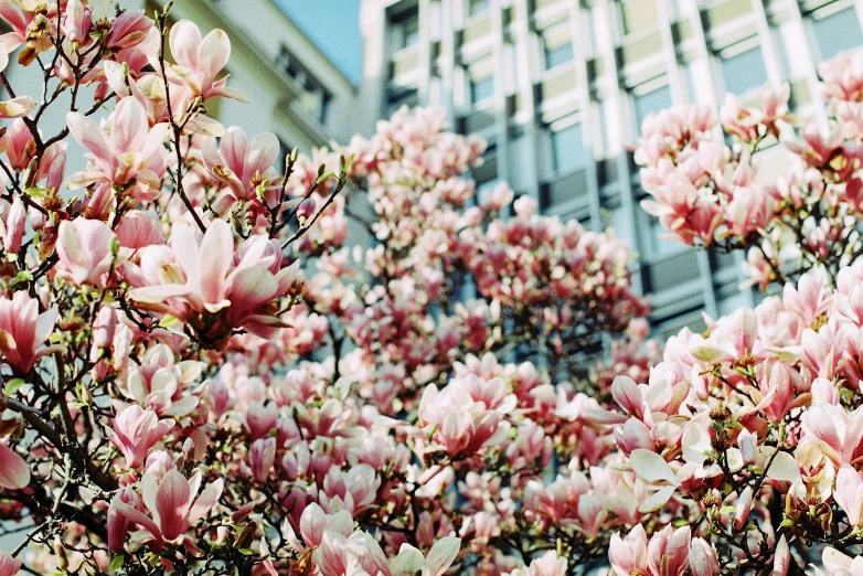 a tree with pink flowers in front of a building, a photo, unsplash, magnolia goliath head ornaments, ffffound, fuji superia, city views