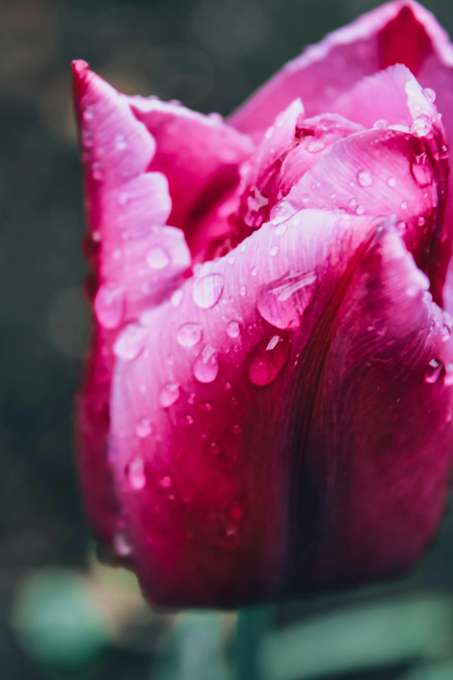 a pink tulip with water droplets on it, unsplash, romanticism, soft vinyl, maroon, exterior shot, magenta and gray