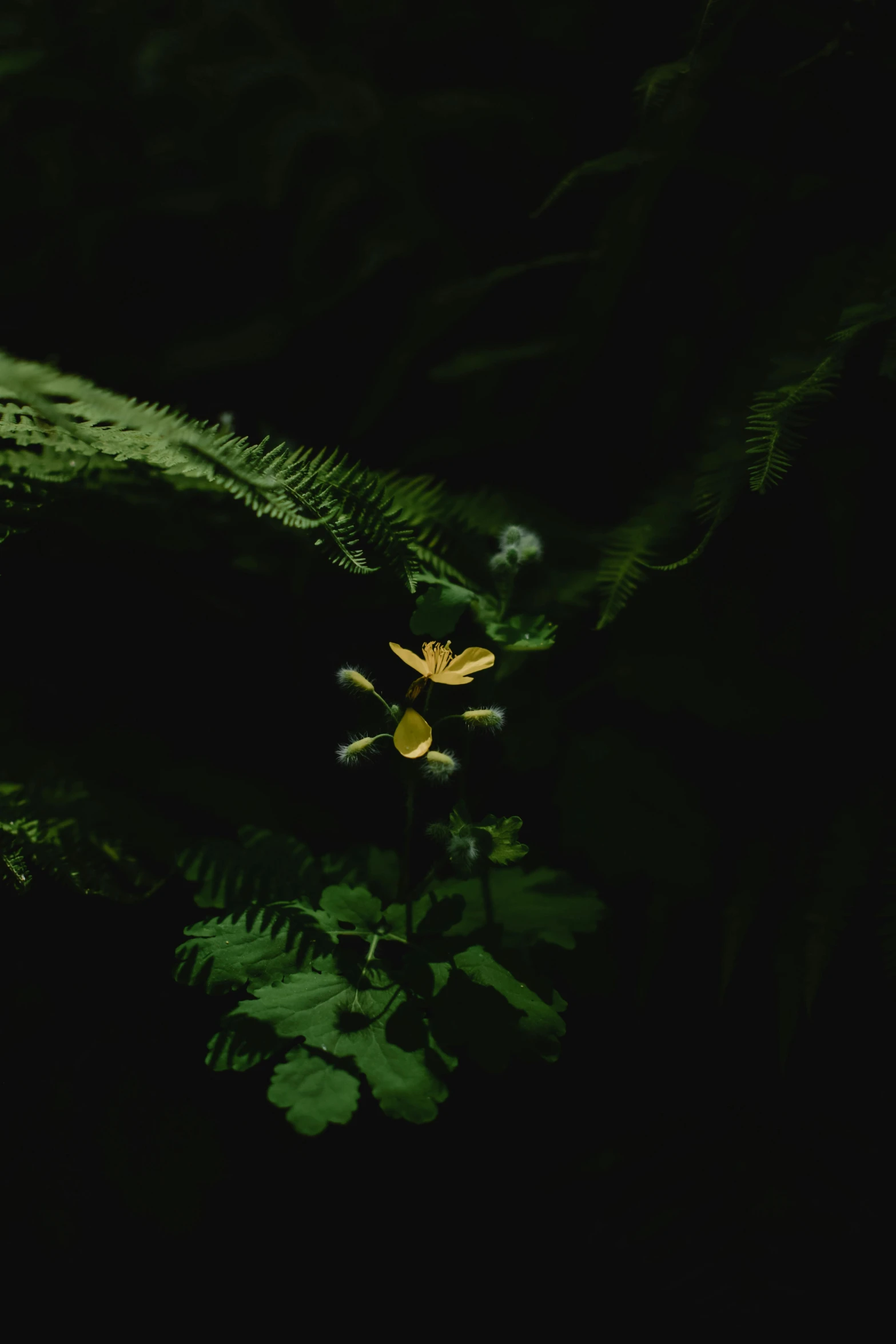 a yellow flower sitting on top of a lush green forest, inspired by Elsa Bleda, unsplash contest winner, hurufiyya, in a deep lush jungle at night, ignant, dark mushroom, fern