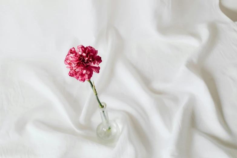 a single pink flower sitting in a clear vase, pexels contest winner, minimalism, white cloth, curly haired, crimson themed, made of fabric