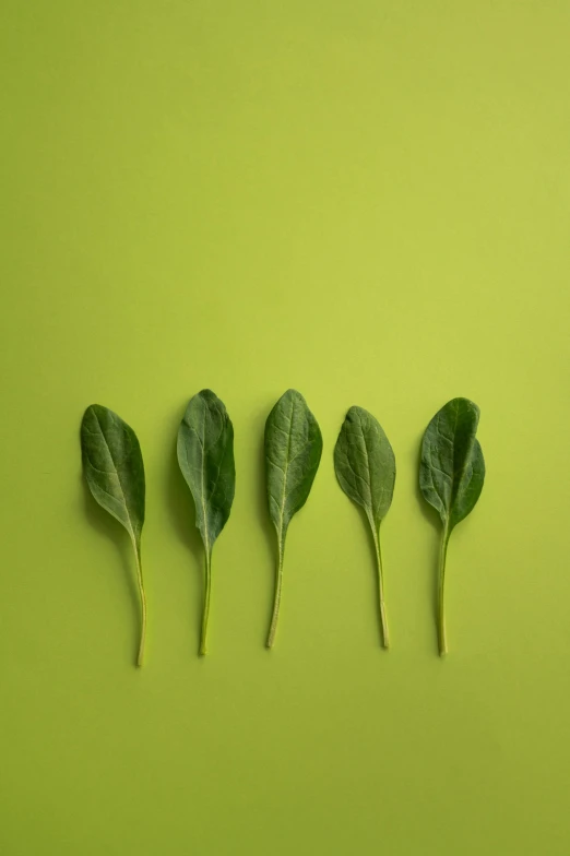 a row of spinach leaves on a green background, trending on pexels, minimalism, sprouting, pastel', green: 0.5, knolling