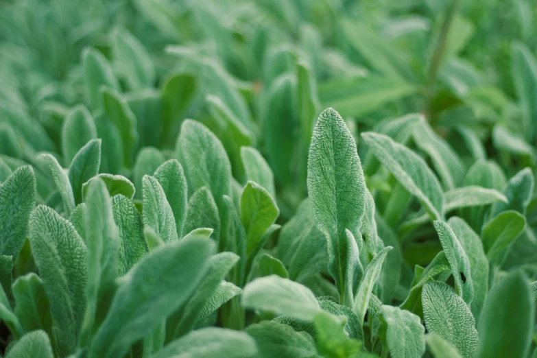 a field filled with lots of green plants, a macro photograph, by Anne Savage, unsplash, renaissance, sage green, in salvia divinorum, in a row, magnesium