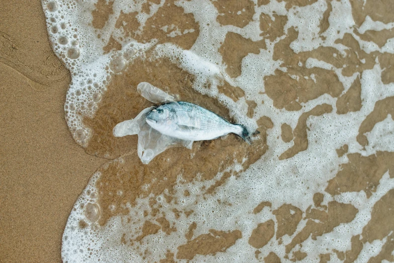 a dead fish laying on top of a sandy beach, by Romain brook, unsplash contest winner, photorealism, sea foam, birdseye view, 15081959 21121991 01012000 4k, fish made of pancake