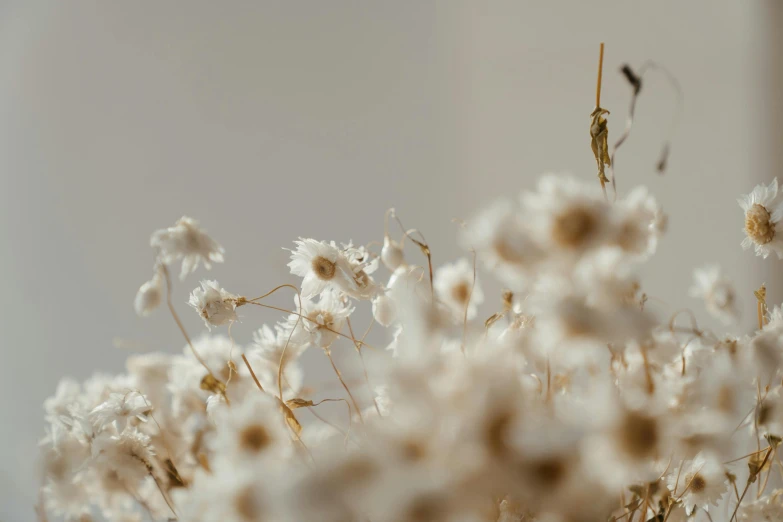 a vase filled with white flowers on top of a table, a macro photograph, trending on unsplash, minimalism, in a dried out field, background image, tiny insects, close-up product photo