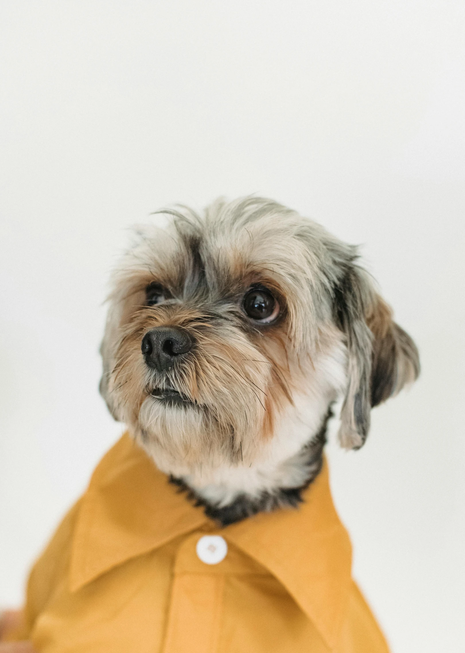 a small dog wearing a yellow shirt, by Nicolette Macnamara, trending on unsplash, wearing a linen shirt, frontal close up, caramel, grey