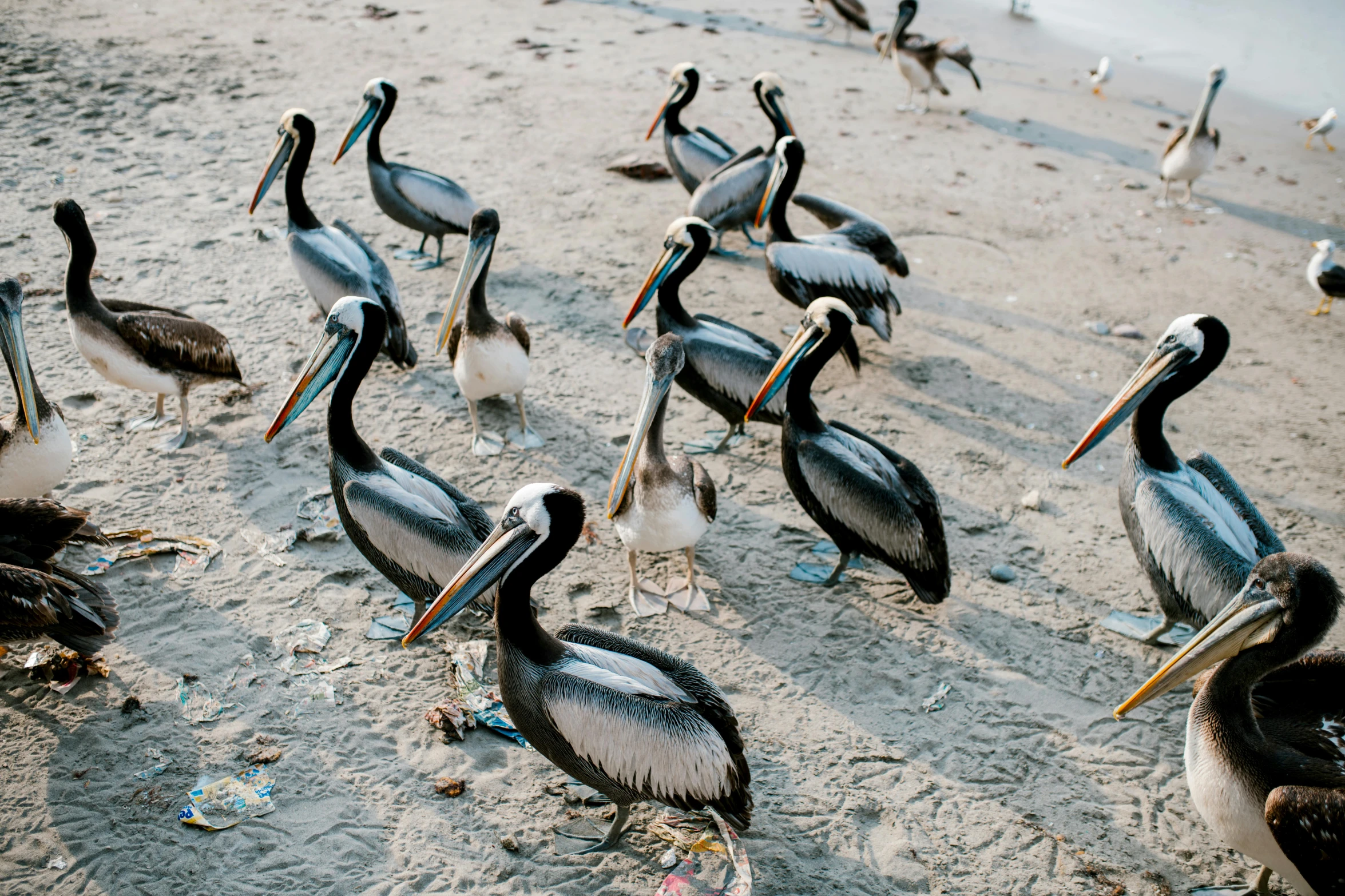a flock of pelicans standing on top of a sandy beach, pexels contest winner, 🦩🪐🐞👩🏻🦳, birds are all over the ground, gif, having a snack