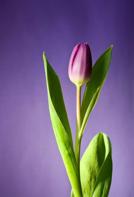 a close up of a flower in a vase, a still life, shutterstock contest winner, purple background, tulip, ((purple)), stems