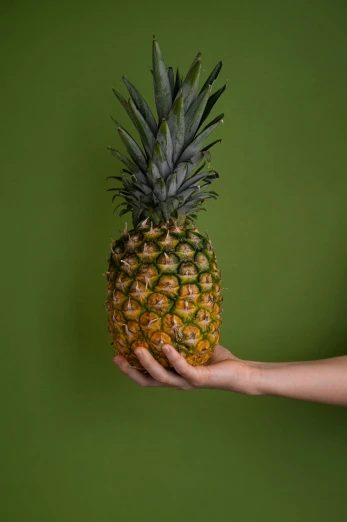 a person holding a pineapple in their hand, an album cover, inspired by Elsa Bleda, trending on unsplash, hyperrealism, ultra hi resolution picture, large tall, greens), uncrop