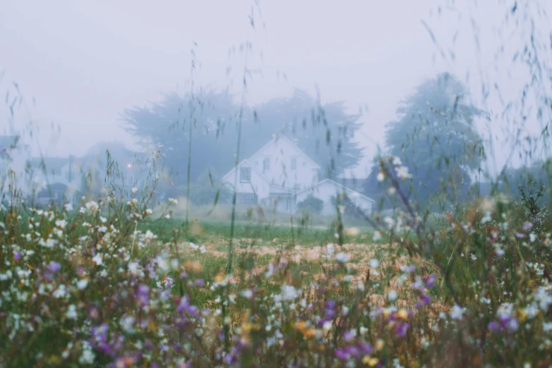 a field of wildflowers with a house in the background, a picture, by Jessie Algie, unsplash, hazy fog, background image, low - angle shot, art house film aesthetic