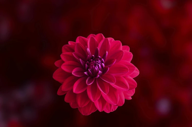 a close up of a red flower on a black background, pexels contest winner, arabesque, rich deep pink, chrysanthemum eos-1d, maroon red, instagram post