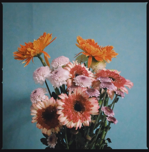 a vase filled with lots of colorful flowers, an album cover, unsplash, cyan and orange, analogue photo low quality, giant daisy flowers head, instagram post