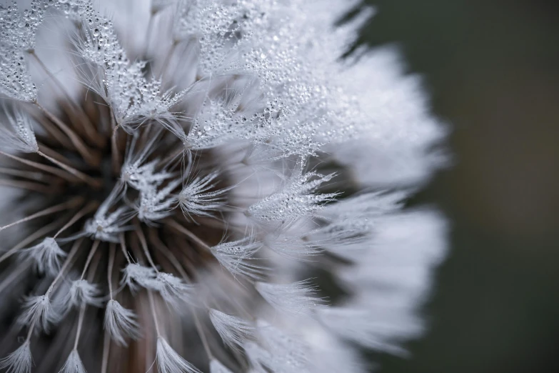 a close up of a dandelion with water droplets, inspired by Arthur Burdett Frost, trending on unsplash, detailed white fur, alessio albi, macro photography 8k, wearing ice crystals