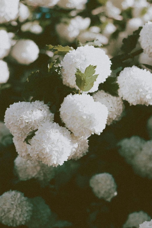 a bunch of white flowers with green leaves, inspired by Elsa Bleda, unsplash, cotton candy bushes, grainy photograph, white, puffballs