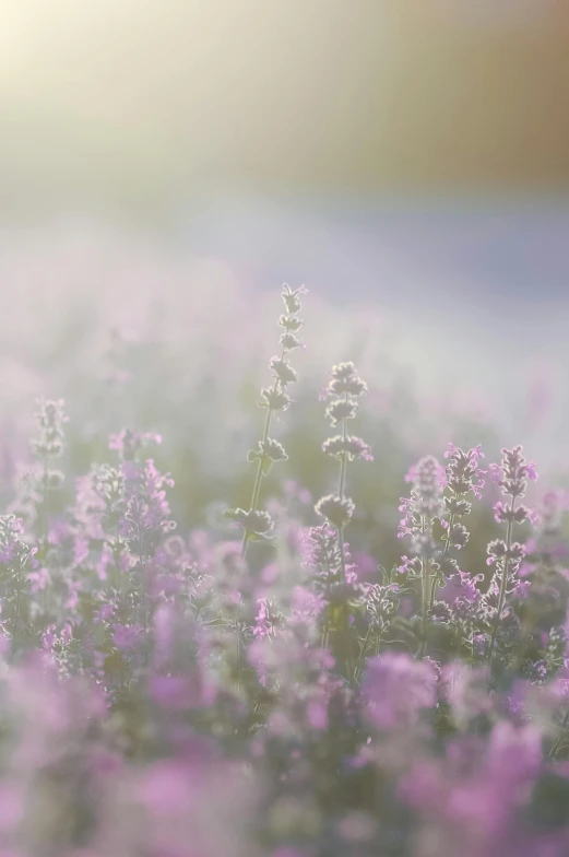 a field of purple flowers with the sun in the background, a picture, unsplash, romanticism, light pink mist, salvia, grey, digital artwork