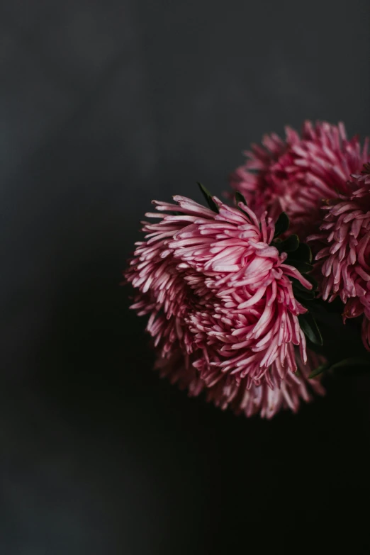 a bunch of pink flowers sitting on top of a table, a picture, unsplash, romanticism, standing with a black background, chrysanthemum eos-1d, digital image, crimson