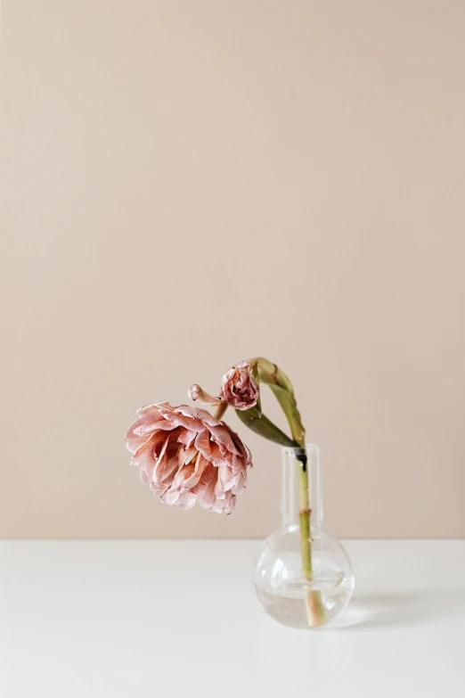 two pink flowers in a clear vase on a table, a still life, unsplash, minimalism, dwell, product display photograph, single figure, cream