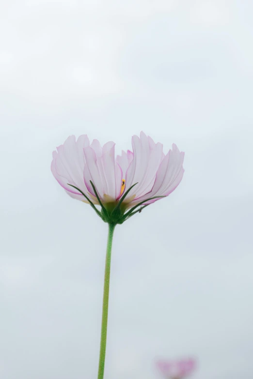 a close up of a flower with a sky in the background, a picture, by Jan Rustem, minimalism, miniature cosmos, white and pink, 15081959 21121991 01012000 4k, plain background