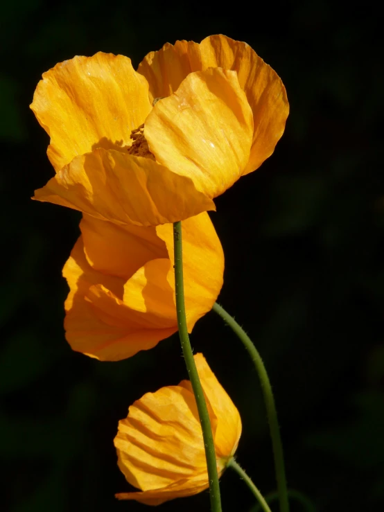 a couple of yellow flowers sitting on top of a lush green field, a macro photograph, by David Simpson, unsplash, chinese lanterns, with a black background, poppies, sunbathed skin