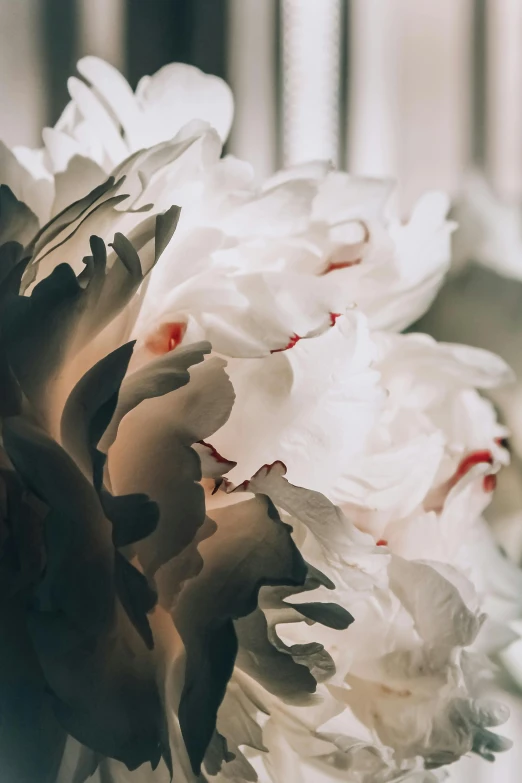 a close up of a flower in a vase, inspired by Gian Lorenzo Bernini, trending on unsplash, rococo, made of silk paper, soft light, giant flowers, grey