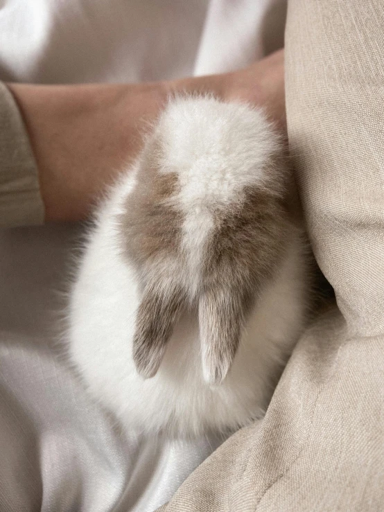 a close up of a person holding a small rabbit, by Emma Andijewska, soft fur texture, white, petite, detail shot