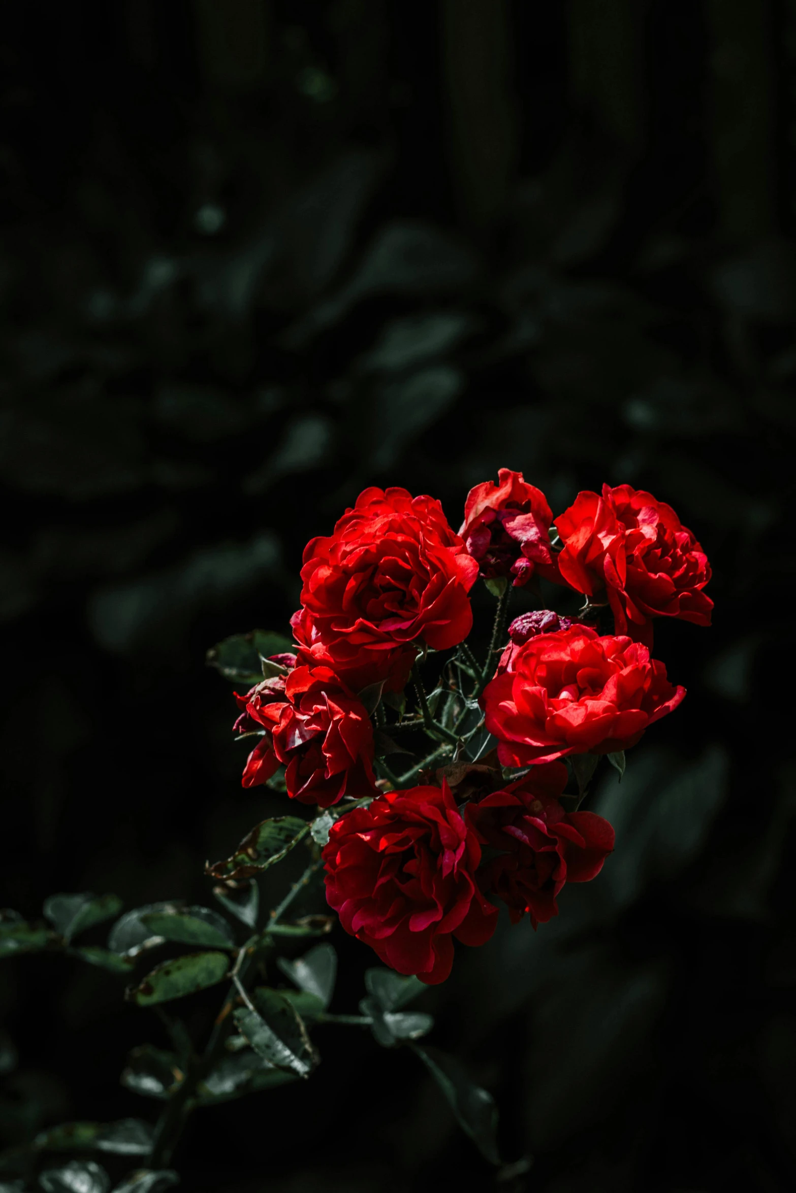 a bunch of red roses in the dark, inspired by Elsa Bleda, unsplash contest winner, romanticism, adult, tall, with soft bushes, to