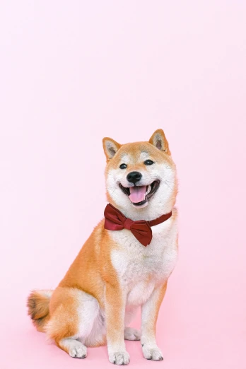 a brown and white dog wearing a red bow tie, an album cover, inspired by Shiba Kōkan, trending on pexels, pastel', wide smile, modeled, sakura