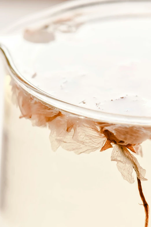 a glass filled with liquid sitting on top of a table, by Ellen Gallagher, unsplash, process art, botanical herbarium paper, skin detail, datura, pink water in a large bath
