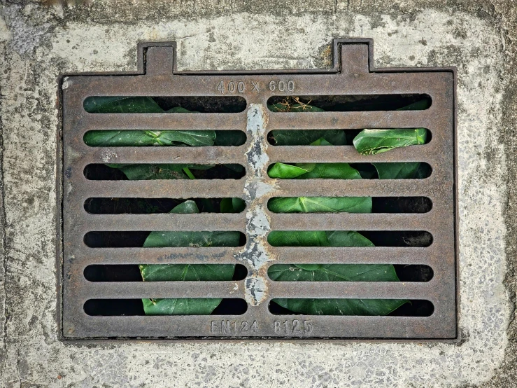 a grate with a bunch of lettuce growing out of it, inspired by René Burri, unsplash, environmental art, blocked drains, square lines, two, full of greenish liquid