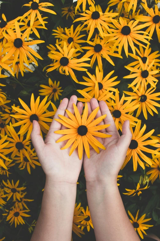 a person holding a bunch of yellow flowers, an album cover, inspired by Elsa Bleda, trending on unsplash, symmetrical hands, avatar image, scientific photo, petals