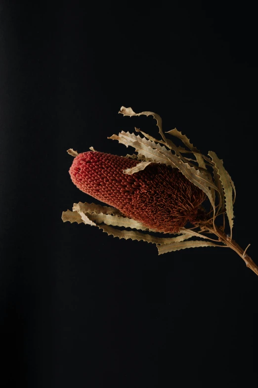 a dried flower on a stem against a black background, by Elizabeth Durack, black and terracotta, coxcomb, raspberry, 2022 photograph