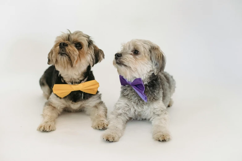 a couple of small dogs sitting next to each other, pexels, sōsaku hanga, bowtie, purple and yellow, on a white table, youtube thumbnail