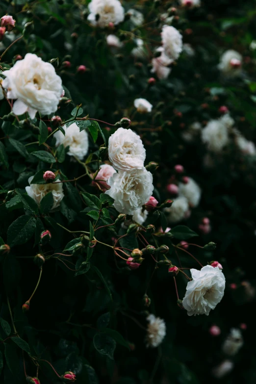 a bush of white roses with pink buds, inspired by Elsa Bleda, unsplash, dark and moody, ivory rococo, lush landscape