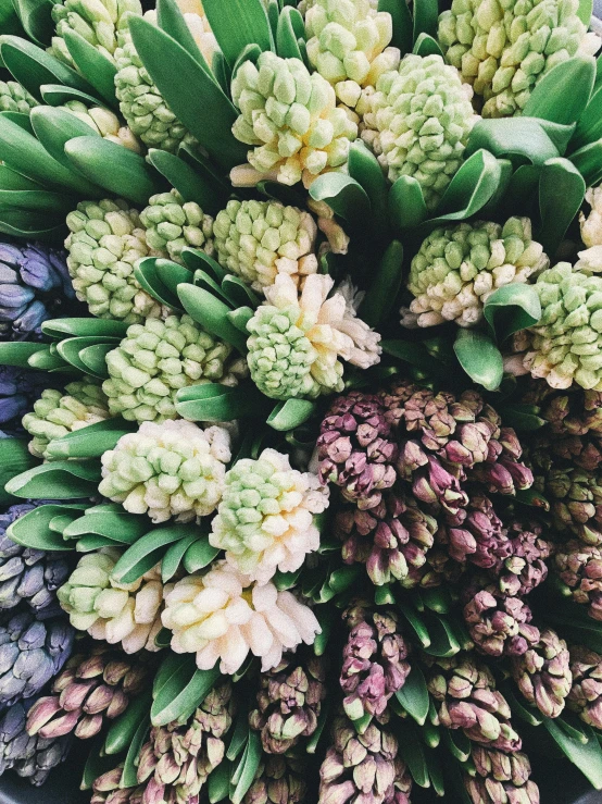 a close up of a bunch of flowers in a bowl, green pupills, purple themed, market, cream