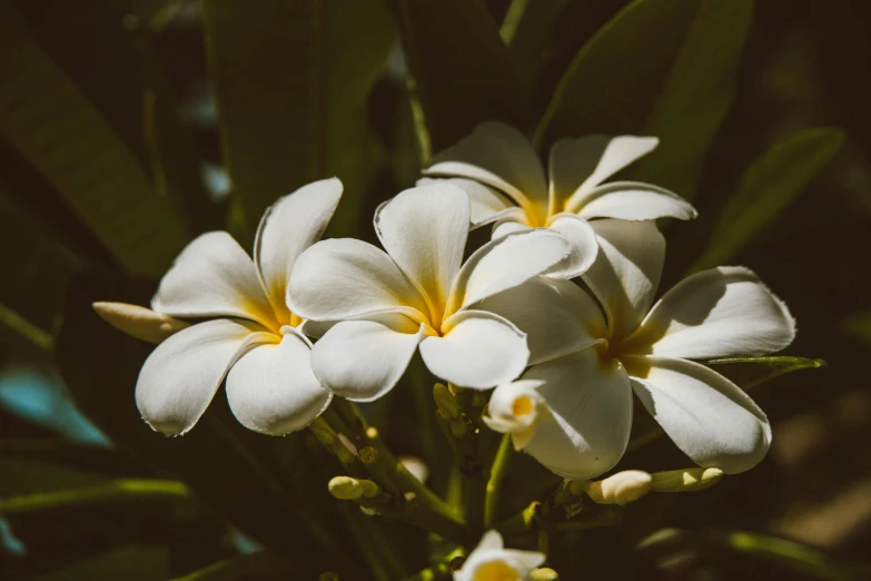 a bunch of white flowers with yellow centers, unsplash, hurufiyya, tropical lighting, historical photo, big island, shot on sony a 7