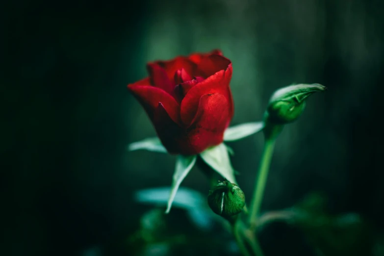 a close up of a red rose on a stem, inspired by Elsa Bleda, pexels contest winner, alessio albi, green bright red, gothic romance, small depth of field