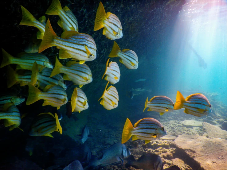 a group of fish swimming in the ocean, by Gwen Barnard, pexels contest winner, sun shafts, yellow pupils, bubbly underwater scenery, slide show