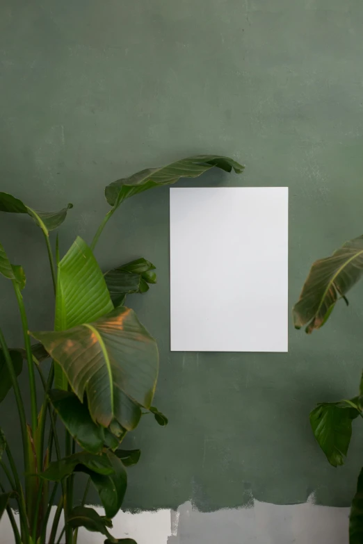 a blank paper hanging on a green wall next to a potted plant, inspired by Art Green, jungle landscape, product image, middle shot, multiple stories