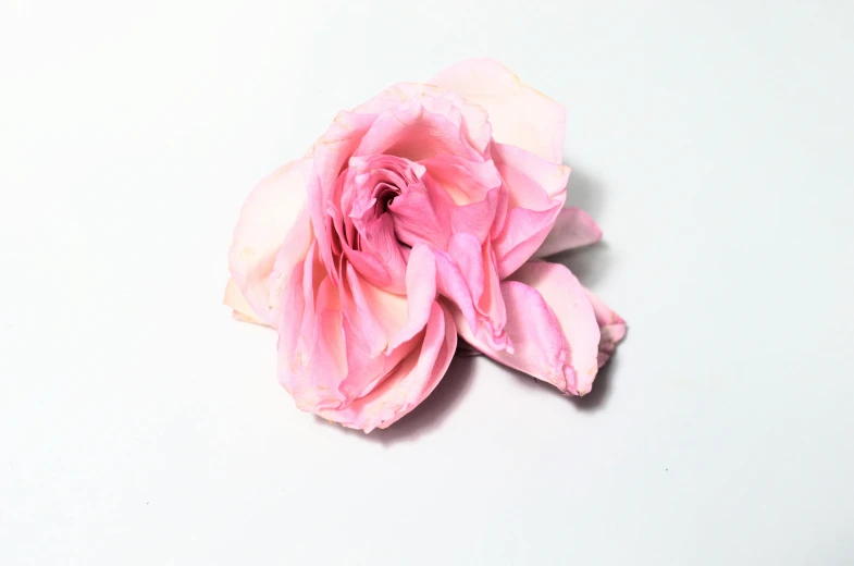 a single pink rose on a white surface, trending on unsplash, made of dried flowers, 15081959 21121991 01012000 4k, low angle shot, lying down