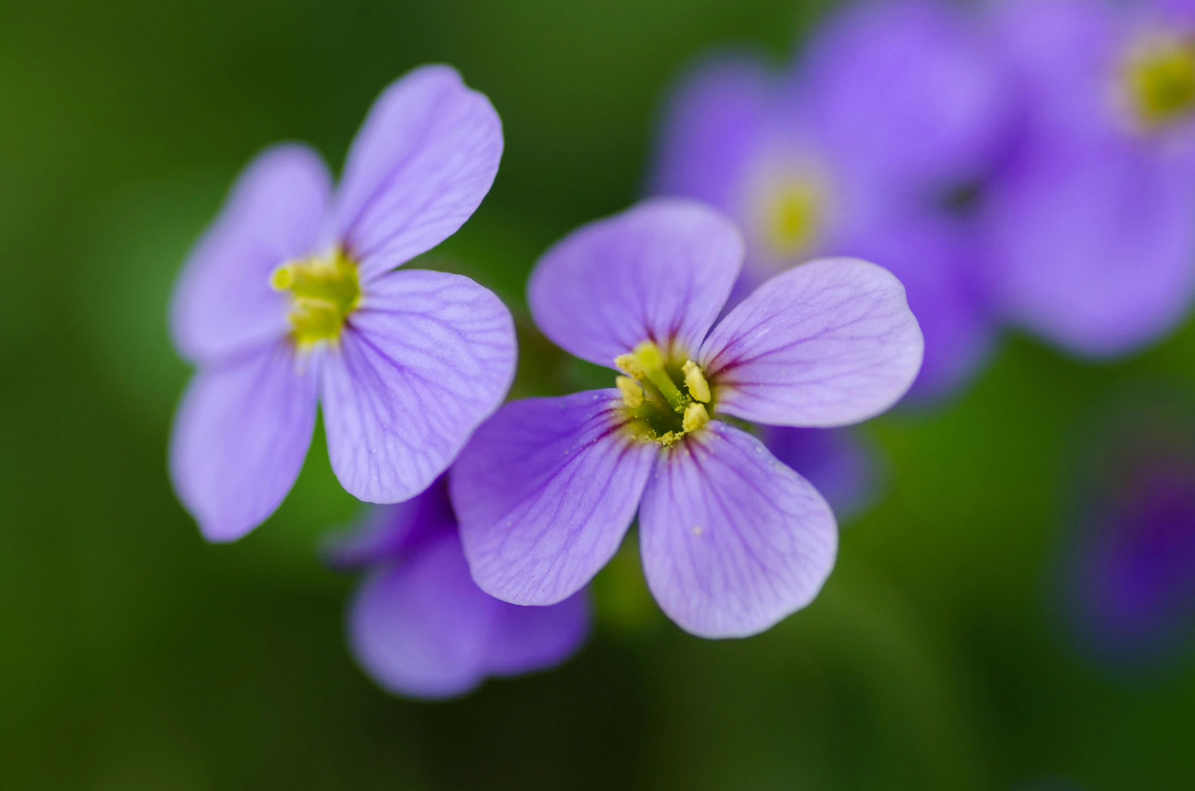 a close up of a bunch of purple flowers, a macro photograph, by Joseph Severn, unsplash, flax, dof:-1, mediumslateblue flowers, green and purple