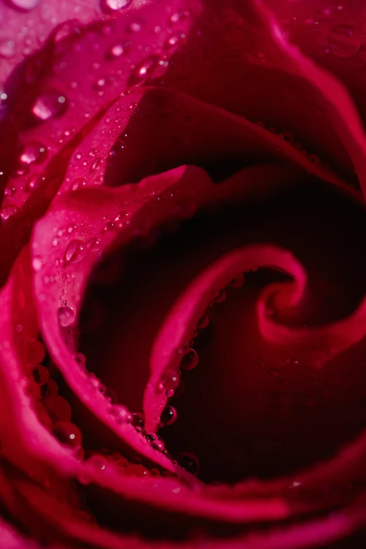 a close up of a red rose with water droplets, swirls, rich deep pink, subtle detailing, overflowing