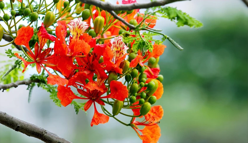 a close up of a flower on a tree, by Gwen Barnard, pexels, hurufiyya, red flowers of different types, orange plants, sri lanka, vivid)