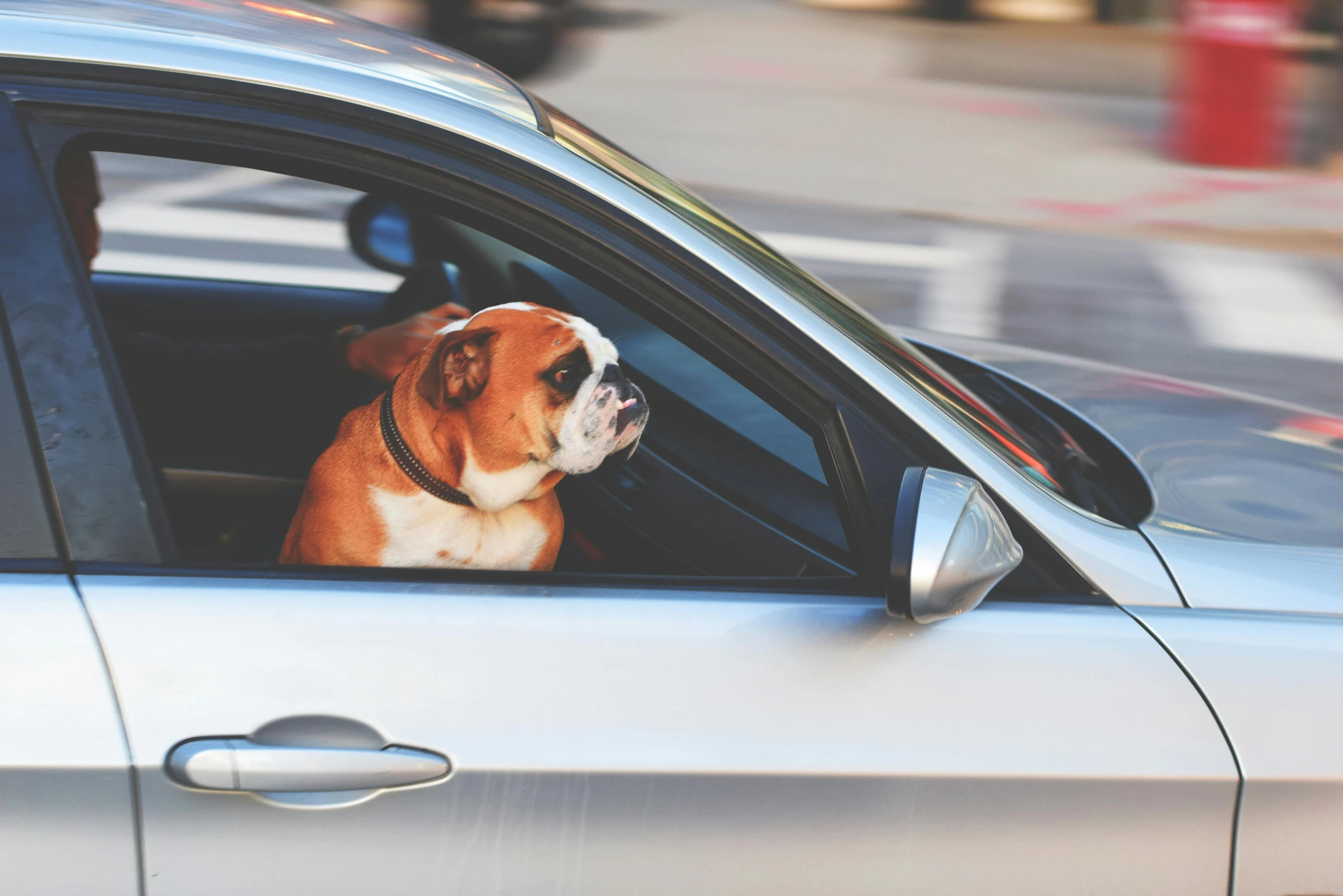 a dog sitting in the passenger seat of a car, by Nicolette Macnamara, square, trending on, 1 2 9 7, simple